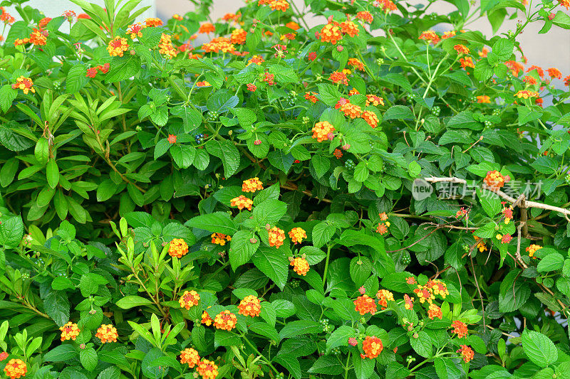 马鞭草/灌木马鞭草/马鞭草/大鼠尾草花